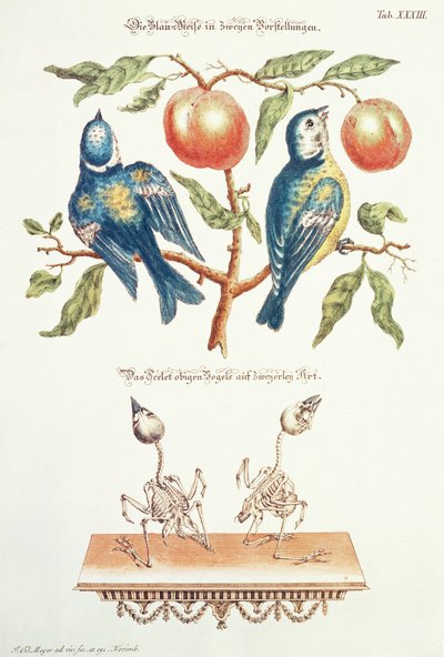 Blauwe mezen uit `Angenehmer und Nutzlicher door J. D. Meyer